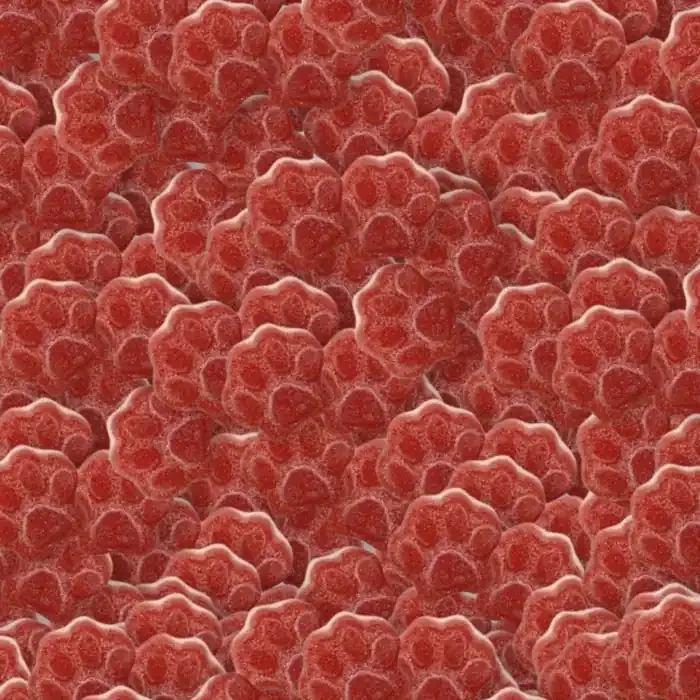 ✨ Patte de chien Cerise – Fiesta (100g)