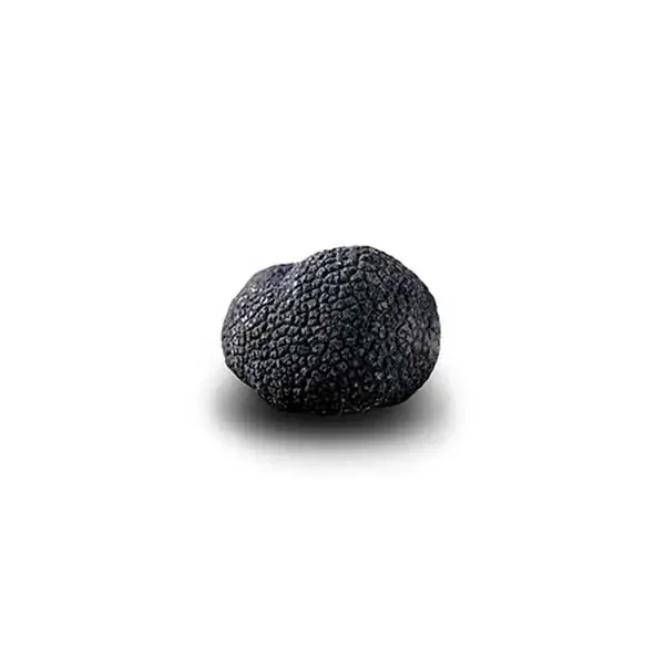 Truffe Noire Fraîche d‘Hiver du Périgord (Tuber Melanosporum) de 22,5g +/-2,5g